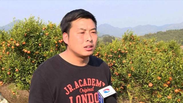 震惊!东源冼川村15万斤桔子滞销,原因竟然是没