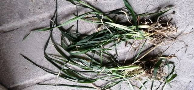 夜里晴现辐射霜冻,秸秆还田和施药不当小麦受