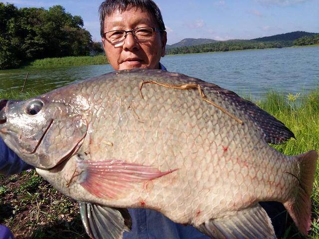 湄公河不愧是钓鱼人的天堂,各种神奇的鱼种让人眼花缭乱