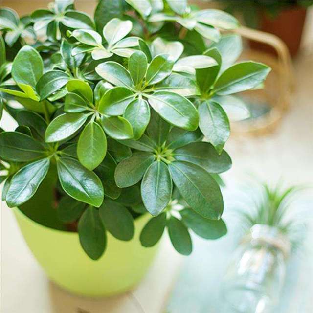 十二生肖中,每个生肖都有自己的"幸运植物",快来看你的是什么