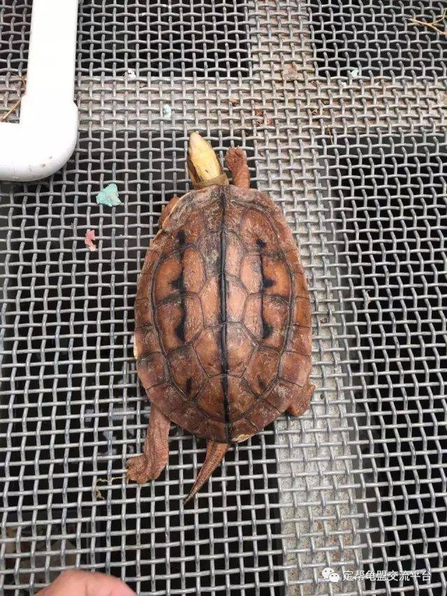三,金钱龟的特征