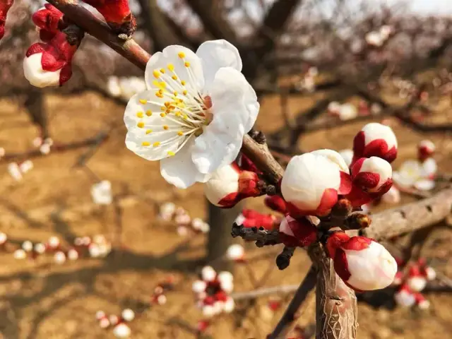 这里的5万亩杏花要开了,好看还免费!