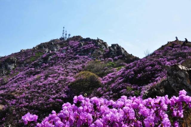 此基础上 又增加了黄杨杜鹃,红枫杜鹃 达里香杜鹃,淀川杜鹃4个新品种