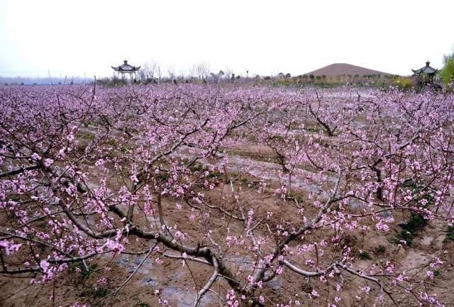 官宣|2019泗阳桃花节来啦!只等一个你,赴一场花的盛宴