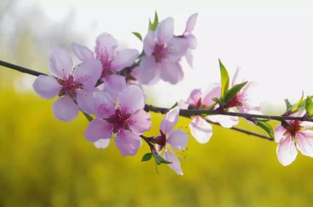 活动预告 | 带着餐妞妞去踏青寻春