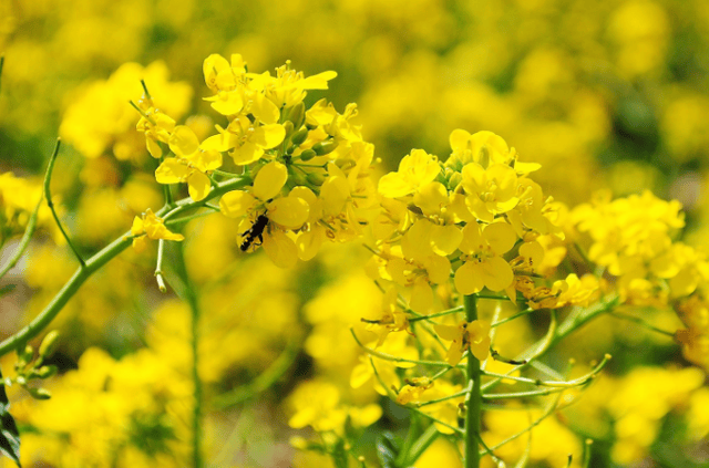 相约去江夏区的五里界赏油菜花哦