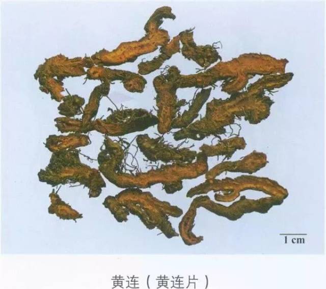 黄连:清热燥湿,泻火解毒