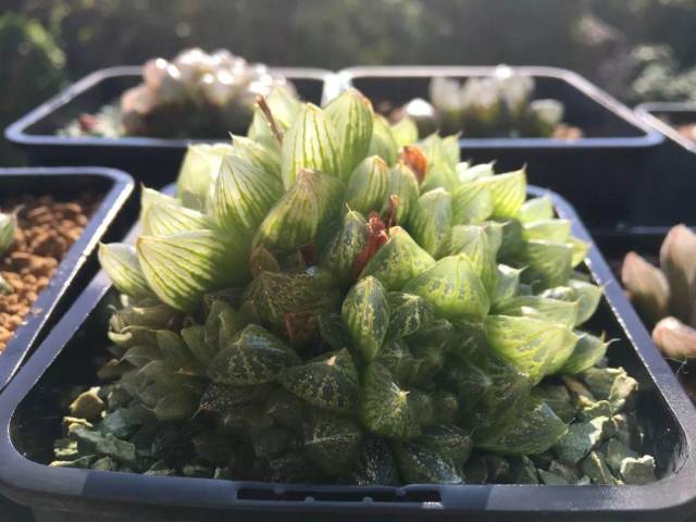 他家的多肉,晒一盆死一盆,放阴凉地儿反而长得旺!