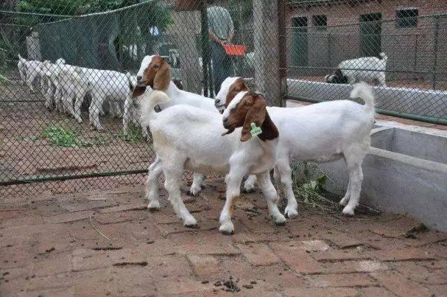 波尔山羊(boer goat)