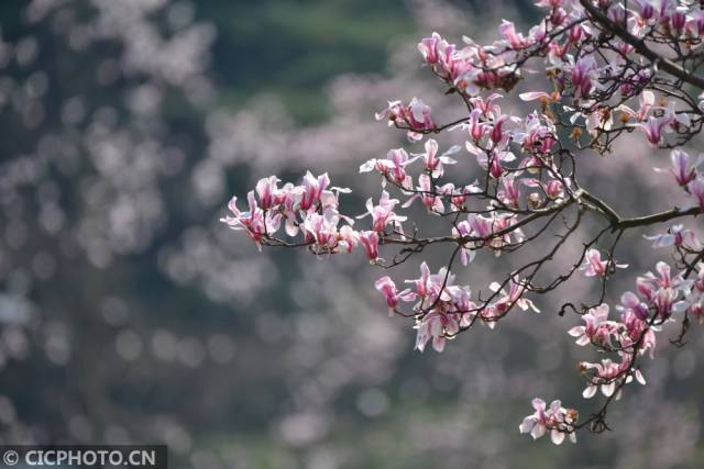 江苏南京:玉兰花开俏早春