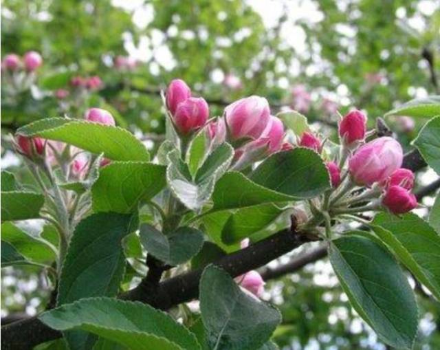 若是小年者,应当多留花芽,特别是大改形的苹果树更应多留花芽;对于