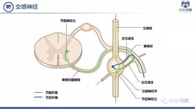 小小讲堂——交感神经型颈椎病(一)