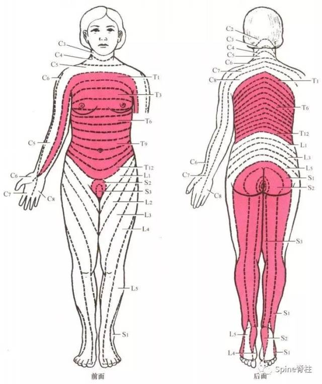 图示:脊神经的节段性分布于皮肤
