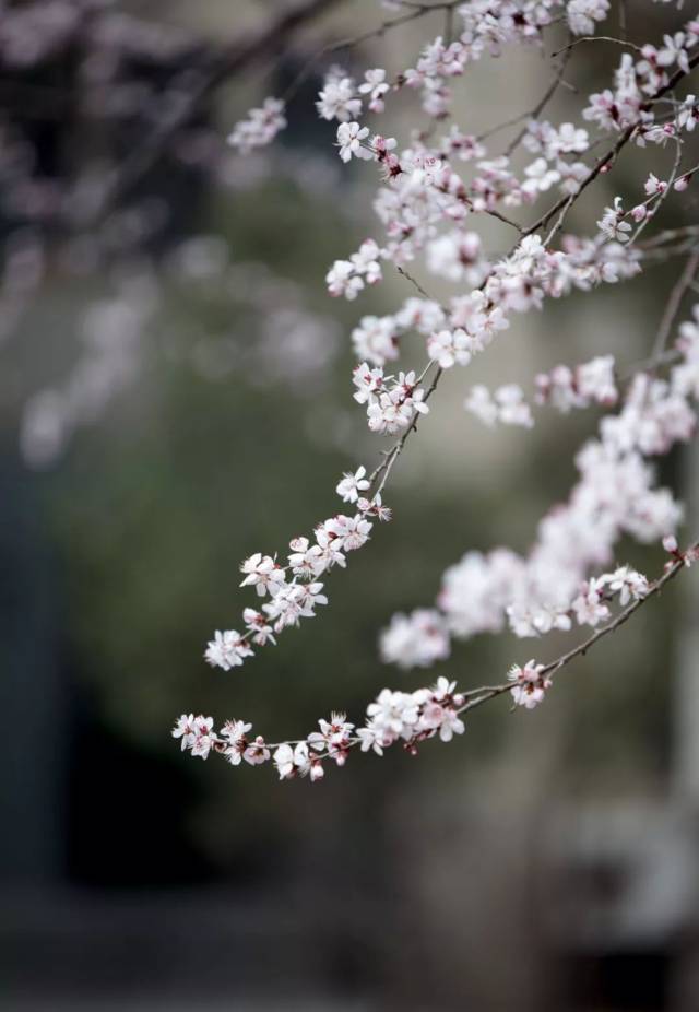 杏花春雨画江南.