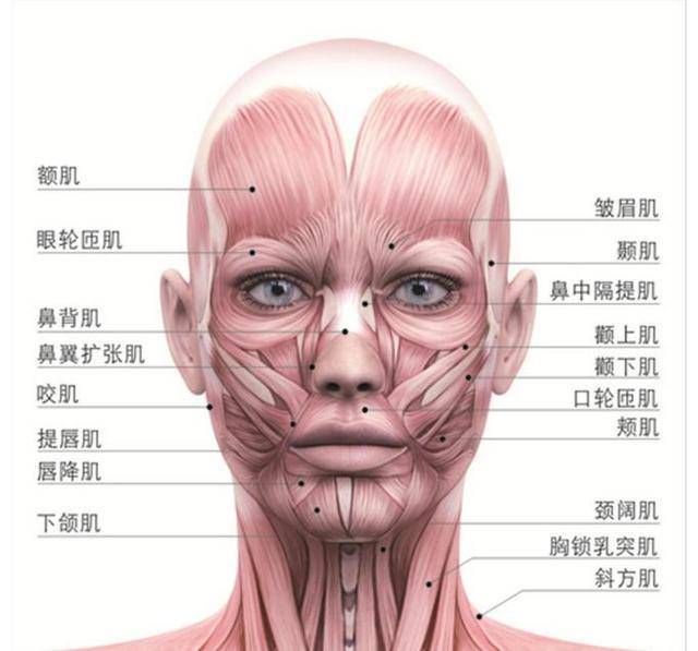 脸部肌肉分为表情肌和咀嚼肌.