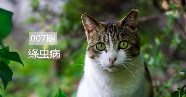 猫咪寄生虫病中的"绦虫病"是什么原因导致的?有什么症状?