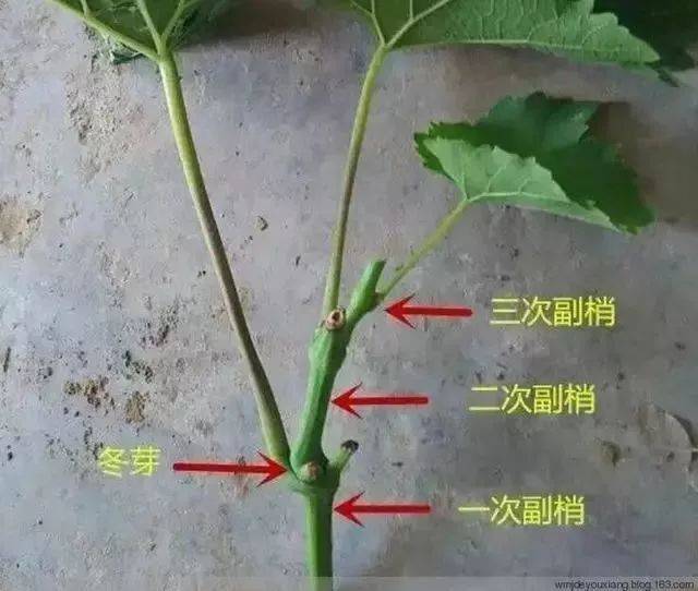 隐芽: 隐芽就是隐藏在生长点(节间叶柄处)上夏芽和冬芽以外的芽.