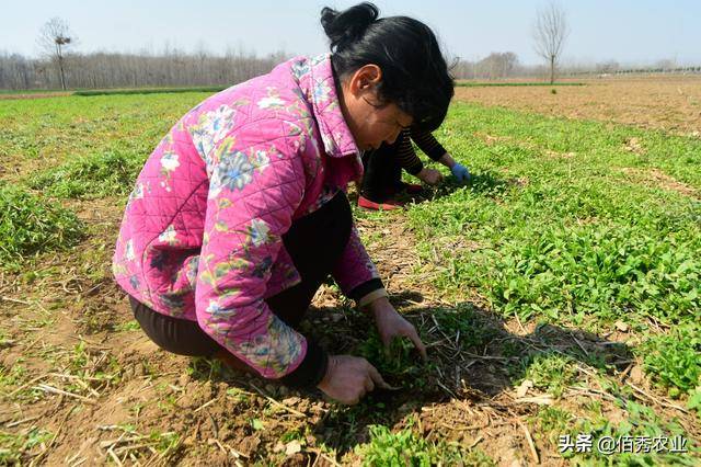 农村人靠种植中药材致富家家盖起了小洋楼不耽误打工