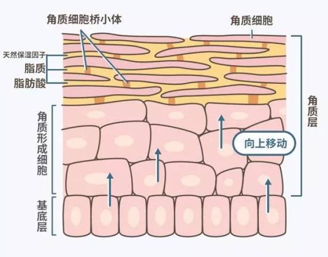 是细胞间的脂质,而 大部分护肤品都会添加和这些脂质结构类似的促渗剂