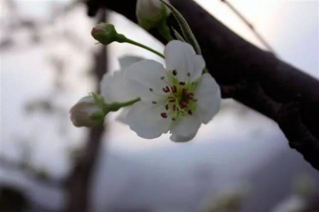 汉源“梨花节”即将开幕，花海盛景等你来！