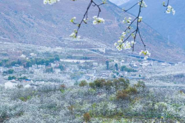 汉源“梨花节”即将开幕，花海盛景等你来！