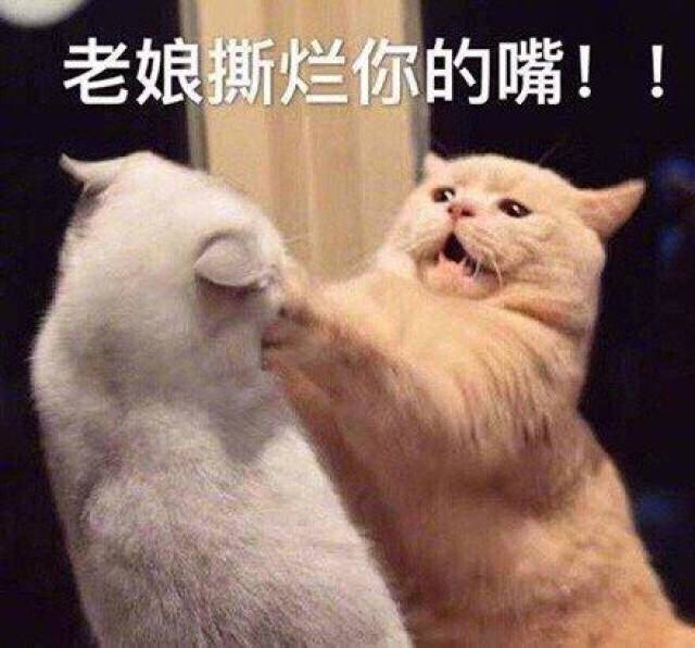 猫咪表情包我要一个亲亲