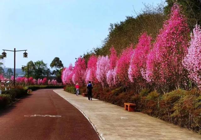 若要前往肖坝,乐山南高速收费站,新广场等方向,建议大家经 长青路