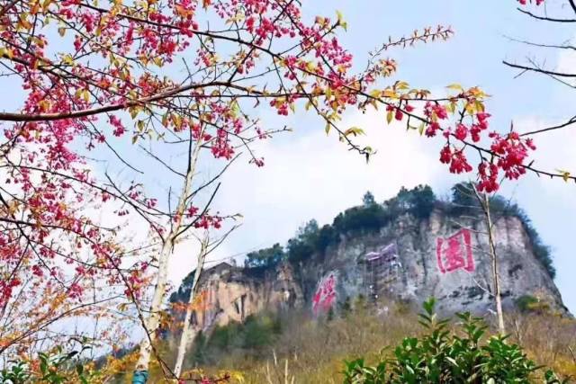 【特价138元】3月21/23/24 磐安百里樱花谷不容错过,想要的"樱"有尽有
