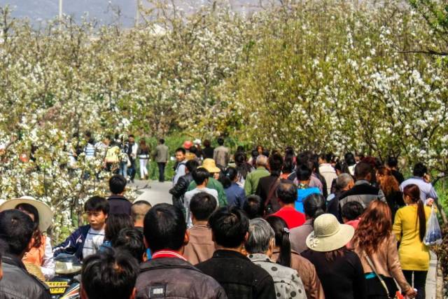 汉源“梨花节”即将开幕，花海盛景等你来！