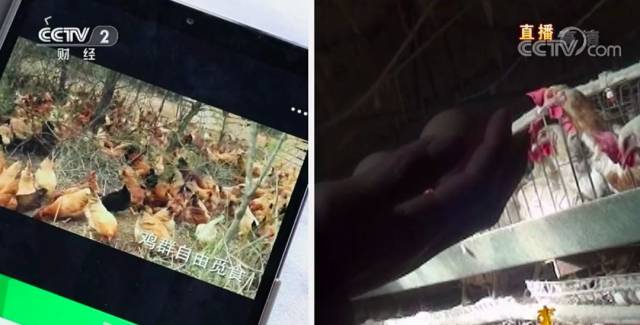 央视曝光「染色」土鸡蛋,你买的可能都是假的