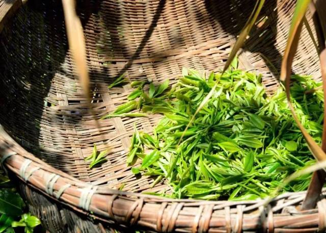 蒙顶山1200亩春茶不限量采摘,39.