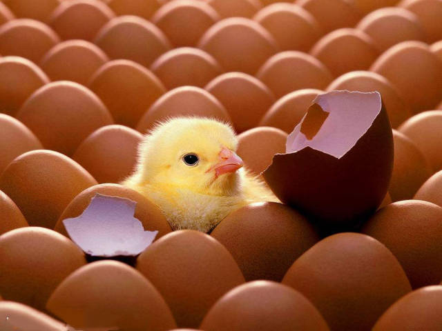 农村孵化小鸡,老农告诉你3大要素,提升小鸡出壳率