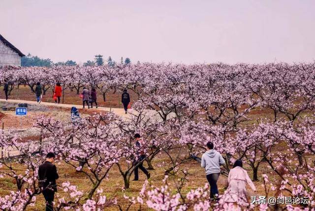 桃花谷 景区地址:丰城铁路镇陂上村 游玩时间:3-5月份花季