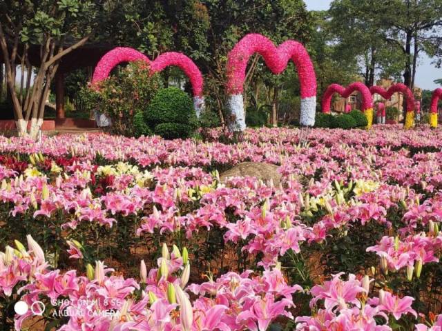 东莞松山湖梦幻百花洲赏梦幻花海,做个浪漫女神!