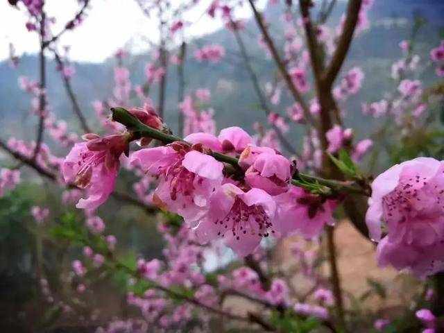 渠县桃花节来了!现场超多美女——搞快点去