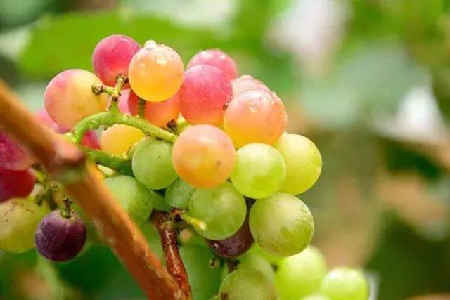 这果子,像葡萄却带刺,还总让人想起鹅?