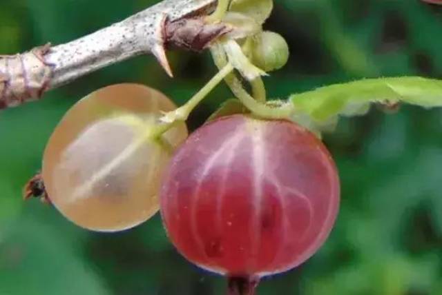 这果子,像葡萄却带刺,还总让人想起鹅?