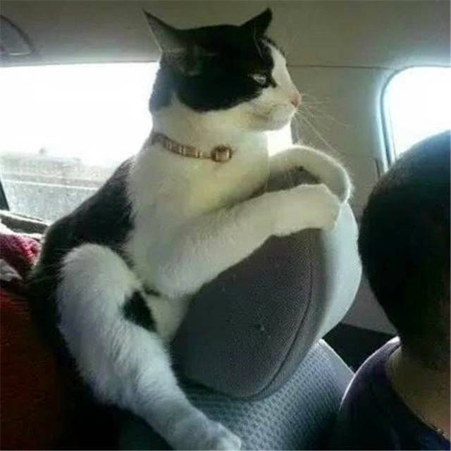 分享一组小猫咪坐车时候的表情,一个个的简直不要太搞笑!