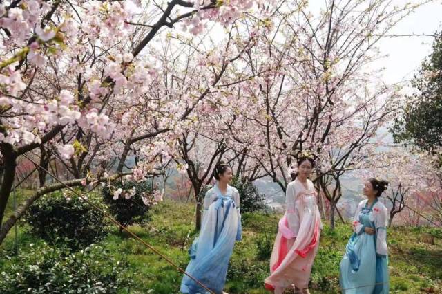 汉服与樱花齐争艳…绿野山居樱花文化节来啦!