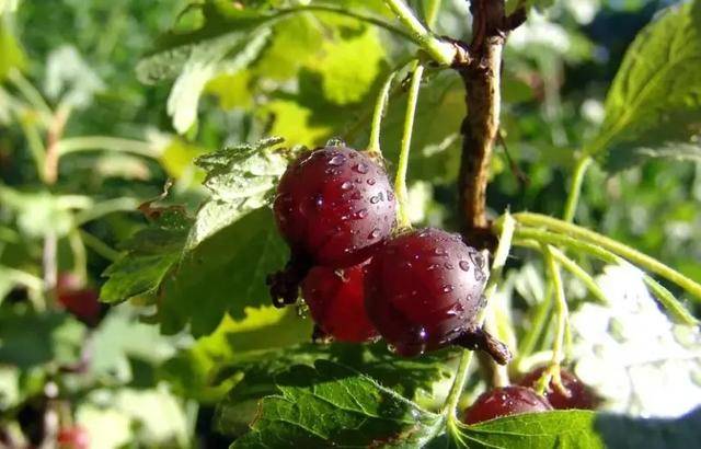 这果子,像葡萄却带刺,还总让人想起鹅?