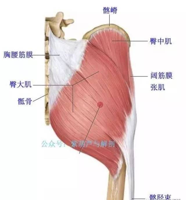 臀大,中,小肌的功能解剖及触诊