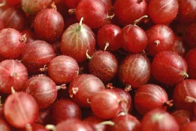 这果子,像葡萄却带刺,还总让人想起鹅?