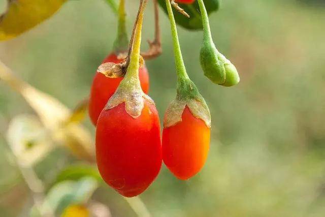 这果子，像葡萄却带刺，还总让人想起鹅？