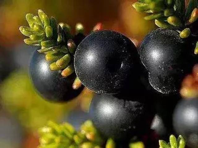 这果子，像葡萄却带刺，还总让人想起鹅？