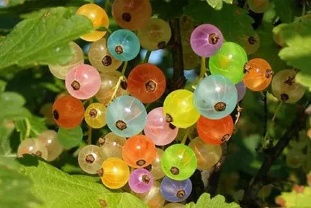 这果子,像葡萄却带刺,还总让人想起鹅?