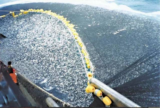 全球80%的渔业资源枯竭,海洋在2048年将会被掏空?