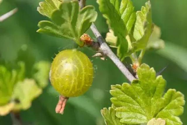 这果子,像葡萄却带刺,还总让人想起鹅?