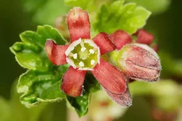 这果子,像葡萄却带刺,还总让人想起鹅?