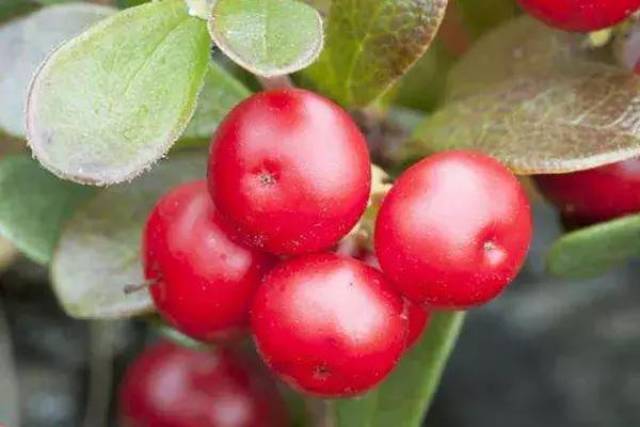 这果子，像葡萄却带刺，还总让人想起鹅？