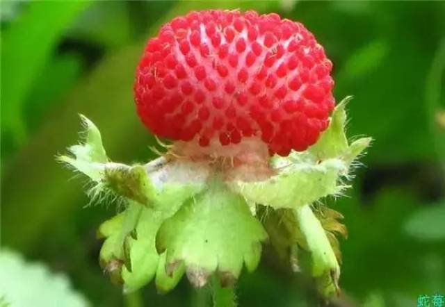 这果子，像葡萄却带刺，还总让人想起鹅？